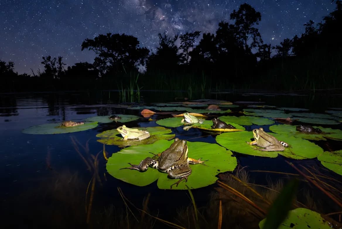 Croak of the Day: A Blog Post from the Lily Pad